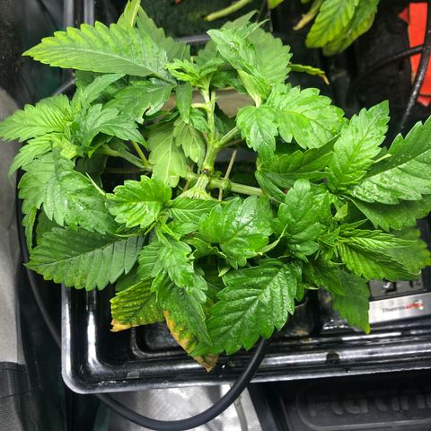 SilverHaze • FireOG #1 growlog timeline photo