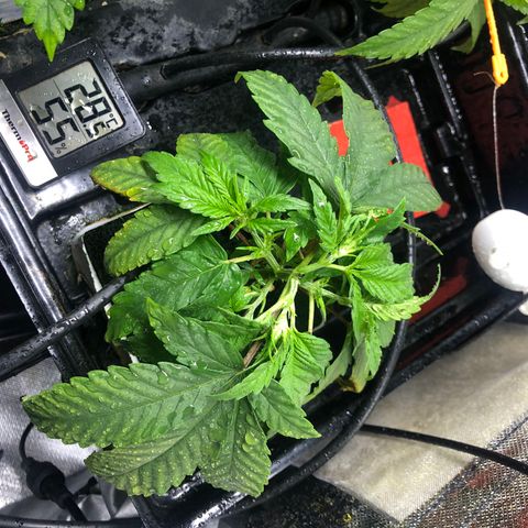 SilverHaze • FireOG #1 growlog timeline photo