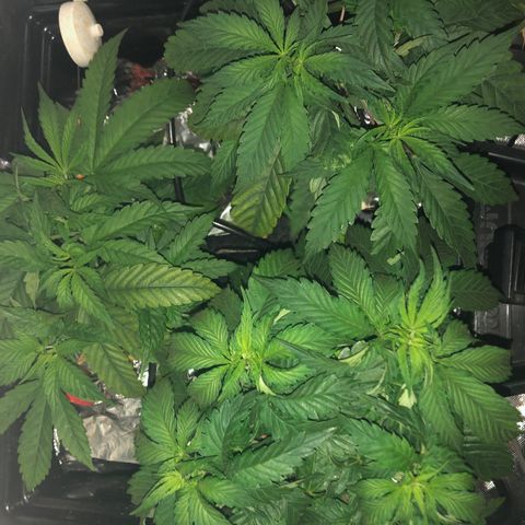 SilverHaze • FireOG #1 growlog timeline photo