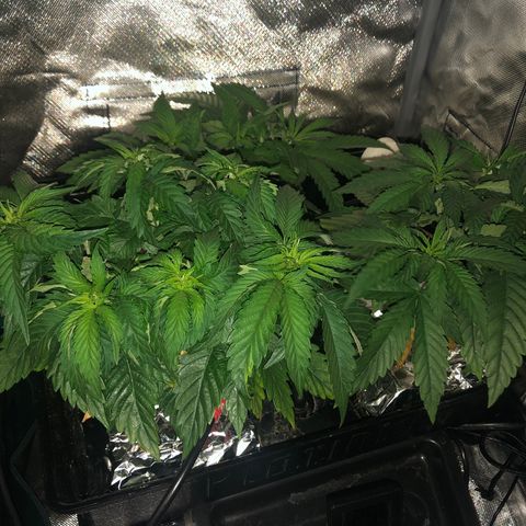 SilverHaze • FireOG #1 growlog timeline photo