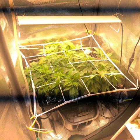 SilverHaze • FireOG #1 growlog timeline photo