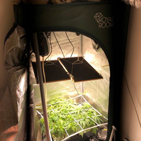 SilverHaze • FireOG #1 growlog timeline photo