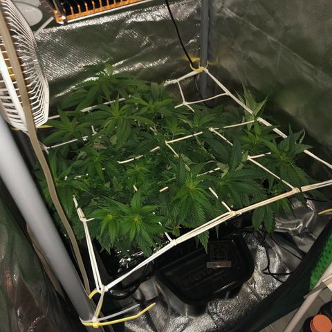 SilverHaze • FireOG #1 growlog timeline photo