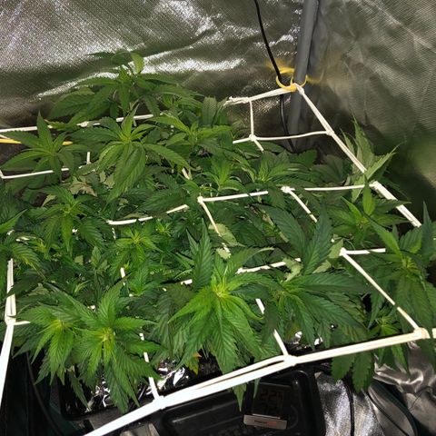 SilverHaze • FireOG #1 growlog photo: Let the stretching begin 