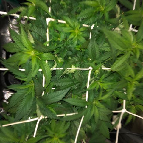 SilverHaze • FireOG #1 growlog photo: Let the stretching begin 