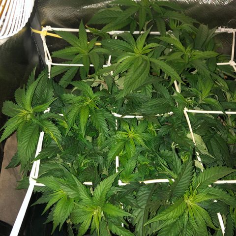 SilverHaze • FireOG #1 growlog photo: Let the stretching begin 