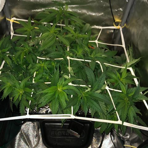 SilverHaze • FireOG #1 growlog photo: Let the stretching begin 
