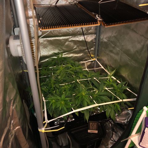 SilverHaze • FireOG #1 growlog photo: Let the stretching begin 