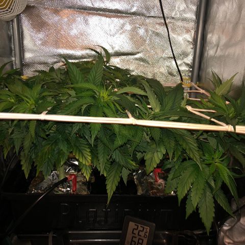 SilverHaze • FireOG #1 growlog photo: Let the stretching begin 