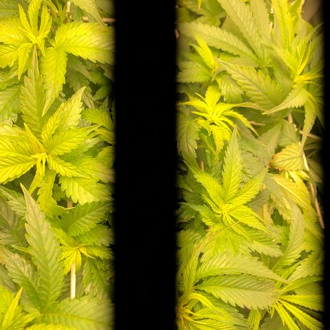 SilverHaze • FireOG #1 growlog timeline photo