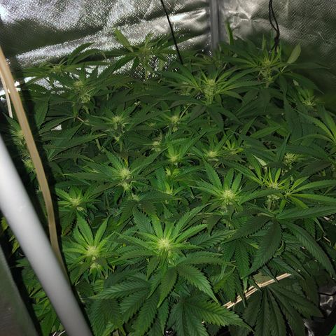 SilverHaze • FireOG #1 growlog timeline photo