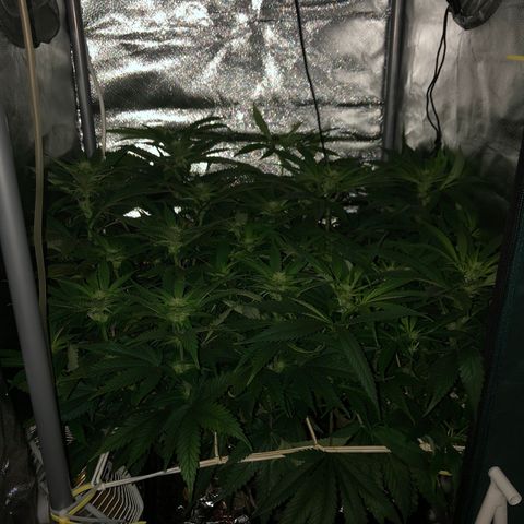 SilverHaze • FireOG #1 growlog timeline photo