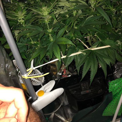 SilverHaze • FireOG #1 growlog timeline photo