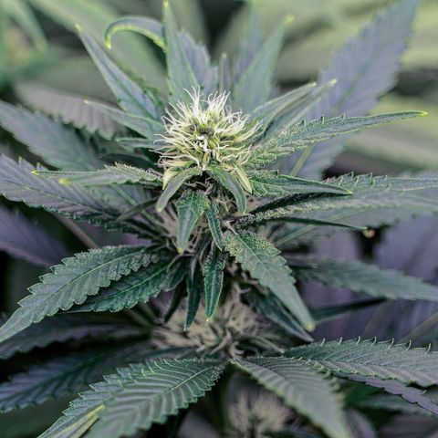 SilverHaze • FireOG #1 growlog timeline photo