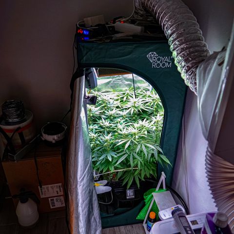 SilverHaze • FireOG #1 growlog timeline photo