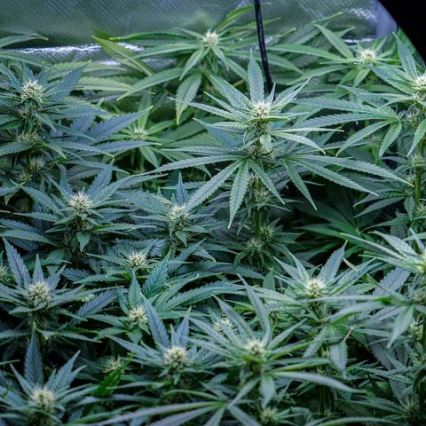 SilverHaze • FireOG #1 growlog timeline photo
