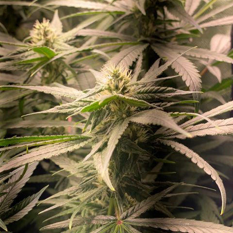 SilverHaze • FireOG #1 growlog timeline photo