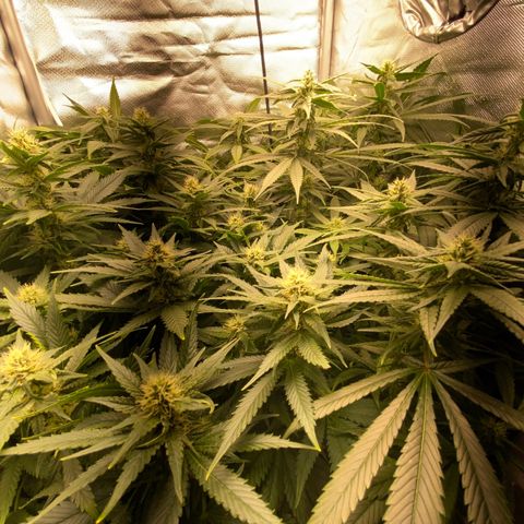 SilverHaze • FireOG #1 growlog timeline photo