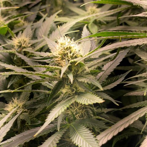 SilverHaze • FireOG #1 growlog timeline photo
