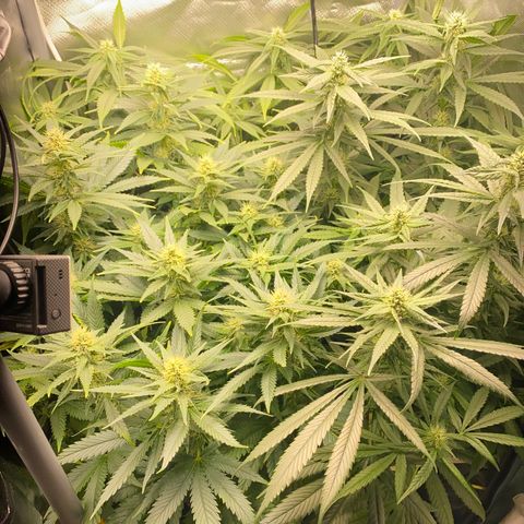 SilverHaze • FireOG #1 growlog timeline photo