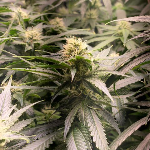SilverHaze • FireOG #1 growlog timeline photo