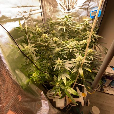 SilverHaze • FireOG #1 growlog timeline photo