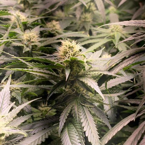 SilverHaze • FireOG #1 growlog timeline photo