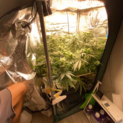 SilverHaze • FireOG #1 growlog timeline photo