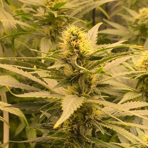 SilverHaze • FireOG #1 growlog timeline photo