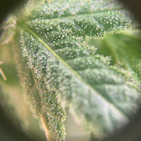 SilverHaze • FireOG #1 growlog timeline photo