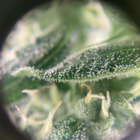 SilverHaze • FireOG #1 growlog timeline photo