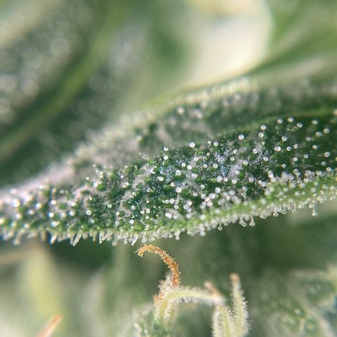 SilverHaze • FireOG #1 growlog timeline photo