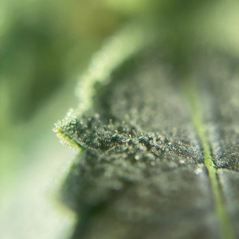 SilverHaze • FireOG #1 growlog timeline photo
