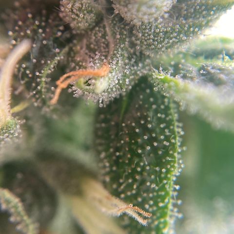 SilverHaze • FireOG #1 growlog timeline photo