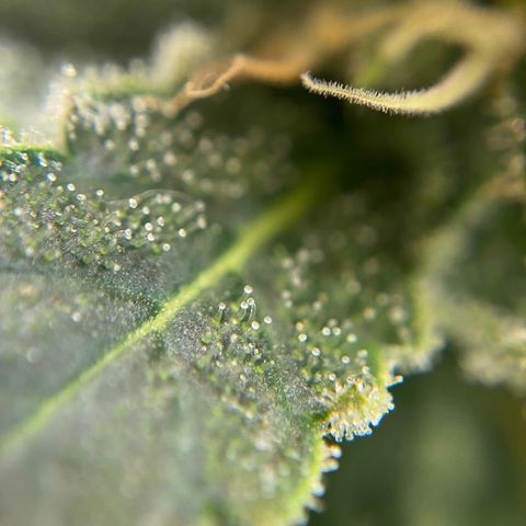 SilverHaze • FireOG #1 growlog timeline photo