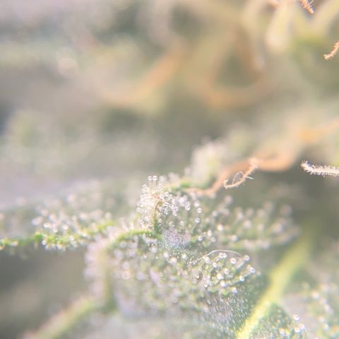 SilverHaze • FireOG #1 growlog timeline photo