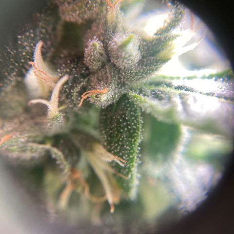 SilverHaze • FireOG #1 growlog timeline photo