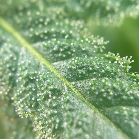 SilverHaze • FireOG #1 growlog timeline photo