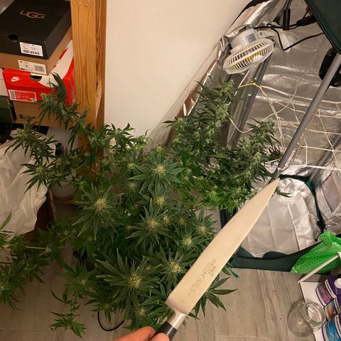 SilverHaze • FireOG #1 growlog photo: Harveeeest