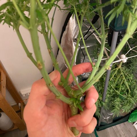 SilverHaze • FireOG #1 growlog photo: Harveeeest
