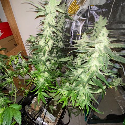 SilverHaze • FireOG #1 growlog photo: Harveeeest