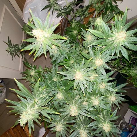 SilverHaze • FireOG #1 growlog photo: Harveeeest
