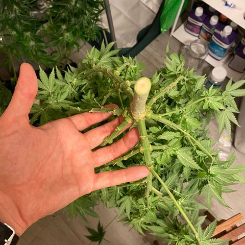 SilverHaze • FireOG #1 growlog photo: Harveeeest