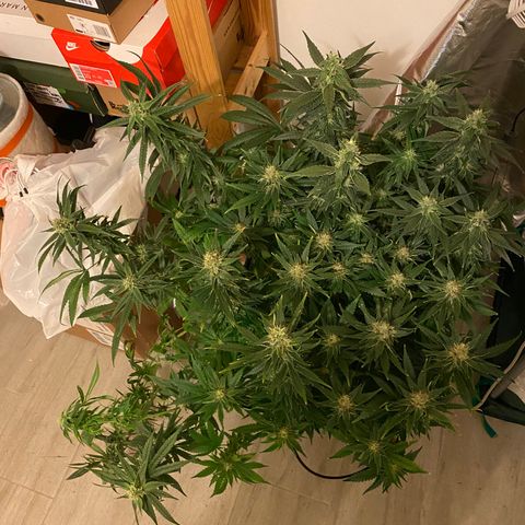 SilverHaze • FireOG #1 growlog photo: Harveeeest