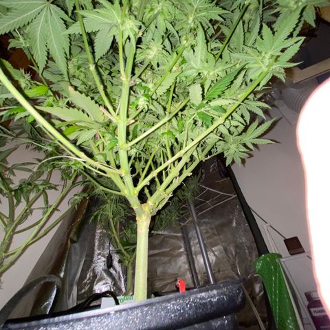 SilverHaze • FireOG #1 growlog photo: Harveeeest