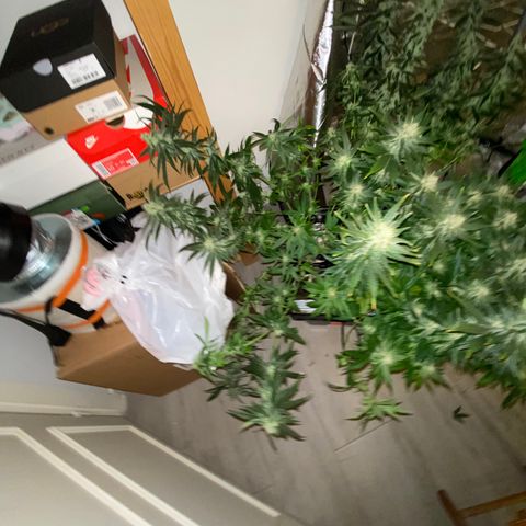 SilverHaze • FireOG #1 growlog photo: Harveeeest