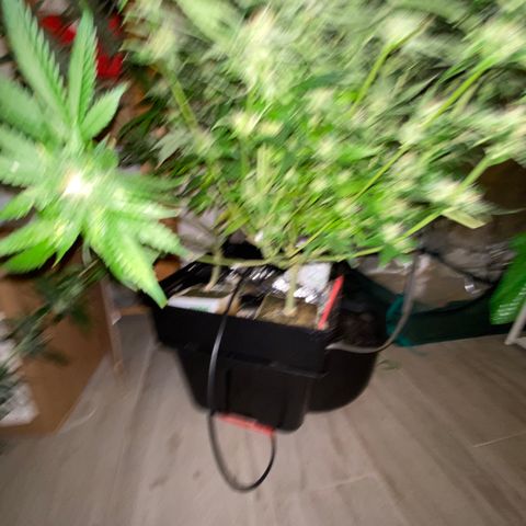 SilverHaze • FireOG #1 growlog photo: Harveeeest