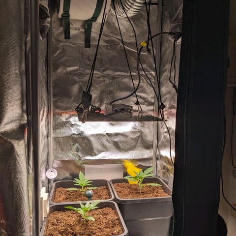 Epsilon F1 First grow growlog timeline photo