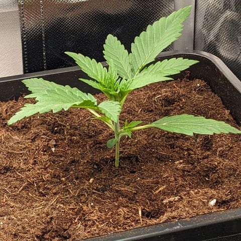 Epsilon F1 First grow growlog timeline photo