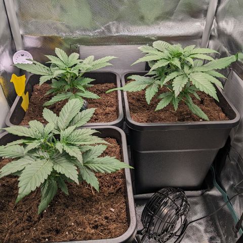 Epsilon F1 First grow growlog timeline photo